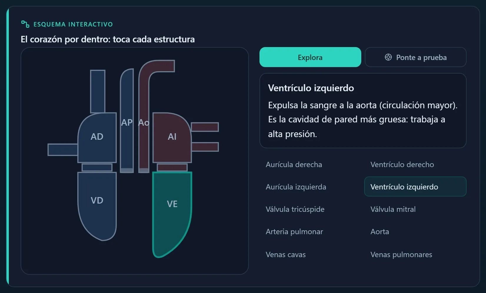 Esquema interactiu del cor dins del tema de Cardiologia