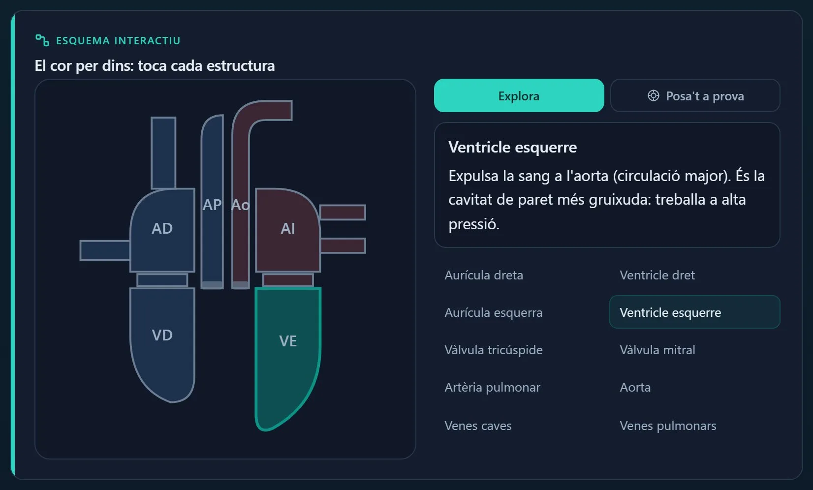 Esquema interactiu del cor dins del tema de Cardiologia